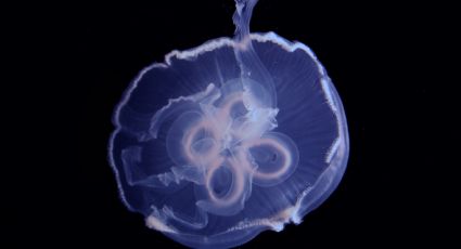 Descubren que mecanismo de las medusas podría usarse en vehículos