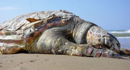 “Juniors” se divierten en playa de Sonora y arrollan a tortugas marinas