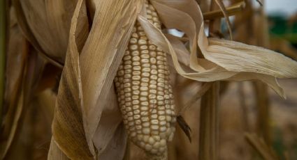 SCJN confirma freno a maíz transgénico