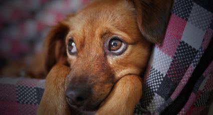 Denuncian a veterinario por abuso sexual a perritos en EU