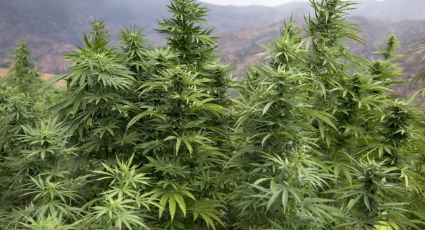 Cannabis: Desmantelan en España 135 mil plantas; el mayor cultivo de Europa