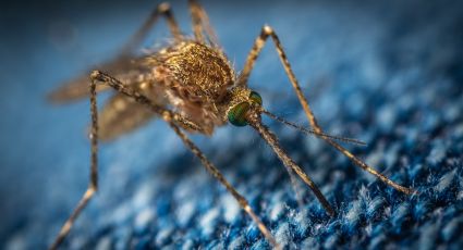 Mosquito coreano resistente al frío se aproxima al sur de Italia; podría propagar virus