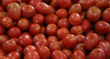 Estados Unidos aprueba la exportación de camarón mexicano, pero suspende la compra de tomate