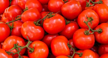 Secretaría de Economía vigilará la retención de tomates por parte de la CBP