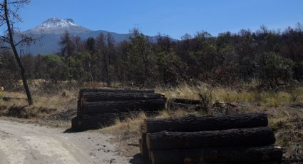 Detectan autoridades operación de grupos criminales en la cadena de aprovechamiento de la madera en el país