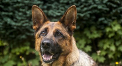 Perro de rescate halla restos humanos en el volcán Etna