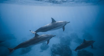 La contaminación de su hábitat pone al delfín rosado en peligro de extinción