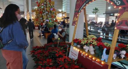 Este fin de semana, inició el 'Festival de Flores de Nochebuena 2021' en CDMX