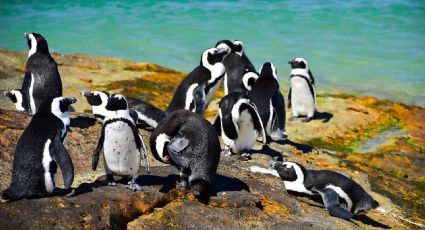 ¡Terrible noticia! Hombre comete ecocidio y mata a 300 pingüinos y más de 140 nidos