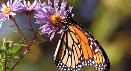 Ocupación de mariposa Monarca registra disminución de 26%