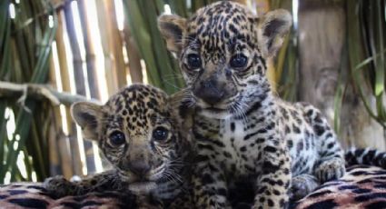 Libera Semarnat dos jaguares en Quintana Roo