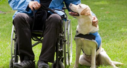 Propone Morena convertir a perros rescatados en guías para discapacitados