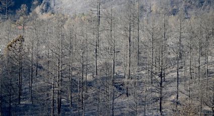 Afectan 85 incendios forestales a México