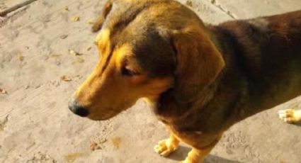 ‘Rodolfo’: la triste historia de un perrito en Sinaloa