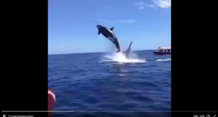 Video: ¿Ya lo viste?, orca ataca a un delfín en Baja California
