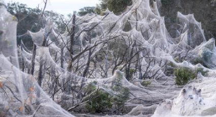 Video: Telarañas gigantes cubren Australia, tras las lluvias