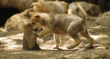 Fotos: Nace camada de lobos mexicanos en Zoológico de Chapultepec