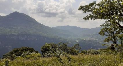 Firman convenio para conservar biodiversidad de la selva baja en Puebla