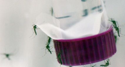 Detectan mosquito portador de un virus capaz de paralizar humanos