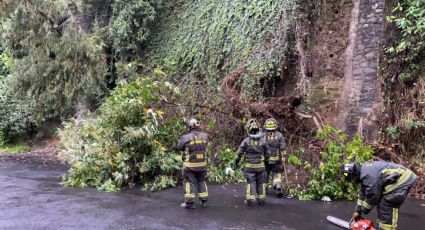 Lluvias CDMX: Autoridades reportan caída de árboles y encharcamientos