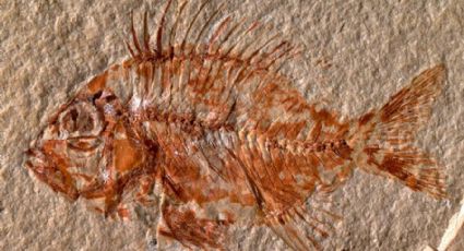 Hallan nueva especie de pez que vivió hace 95 millones de años