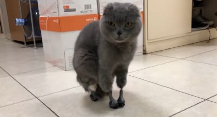 ‘Dymka’, la gatita que perdió sus patas por frío extremo de Siberia