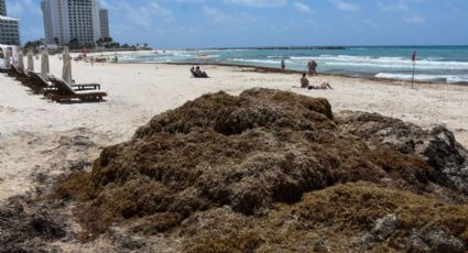 Se estiman 34 mil 400 toneladas de sargazo en Quintana Roo