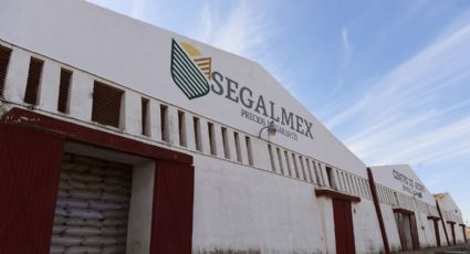 Mexicanos contra la Corrupción revela red de empresas fantasma en Segalmex