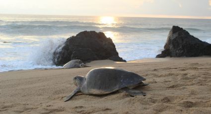 Termina fase del Plan Acciones Emergentes para Conservación de Tortugas Marinas