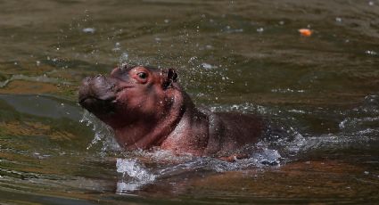 Nace en zoológico de Guadalajara una cría de hipopótamo de río