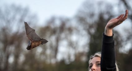 'Olímpico', el murciélago que recorrió el mundo para ser devorado por un gato
