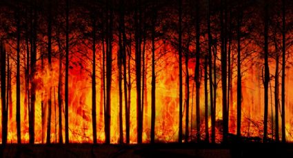 Incendios forestales en Rusia afectan a más de 4 millones de hectáreas