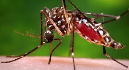 Virus del Nilo occidental cobra su primera víctima del verano