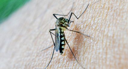 Picadura de mosquito: así eligen a su víctima humana