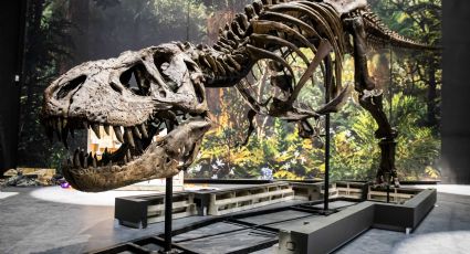 ¡Un gran descubrimiento! Encuentran terminaciones nerviosas en la mandíbula de los 'T-rex'