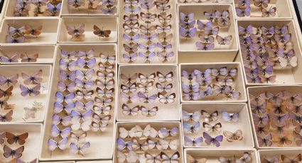Mariposa azul de Xerces, primer insecto extinto por culpa de la humanidad