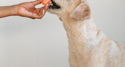¿Perro vegetariano? Mujer intenta demostrar que su mascota ama las ensaladas