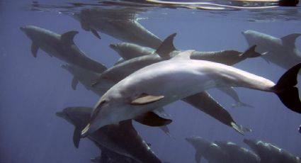 Matanza de delfines en Islas Feroe continúa pese a las críticas