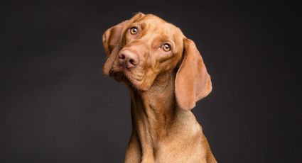 Los perros pueden distinguir idiomas y el habla