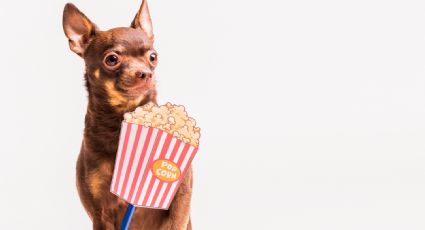 ¡Ya podrás ir al cine con tu perro! Conoce este establecimiento adaptado para peludos