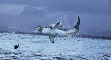 Tiburón Blanco con una gran herida en su costado se vuelve viral