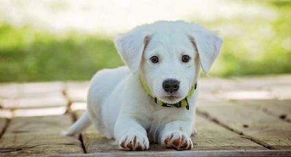 ¿Cachorro nuevo? Consejos para que tu perro tenga un buen desarrollo