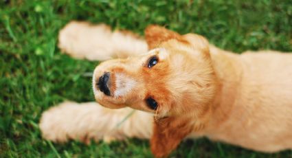 Estas son las razas de perros que pueden sufrir hipotiroidismo; ¿tienes uno?