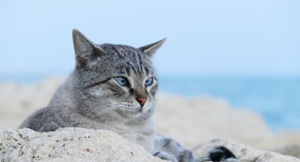 Los gatos y los patrones Tabby; así puedes saber qué raza es tu felino