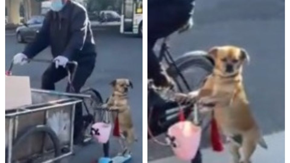 Captan a perrito vendiendo tamales sobre un scooter junto a su dueño.