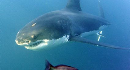 Isla Guadalupe: el único hogar del tiburón blanco en México