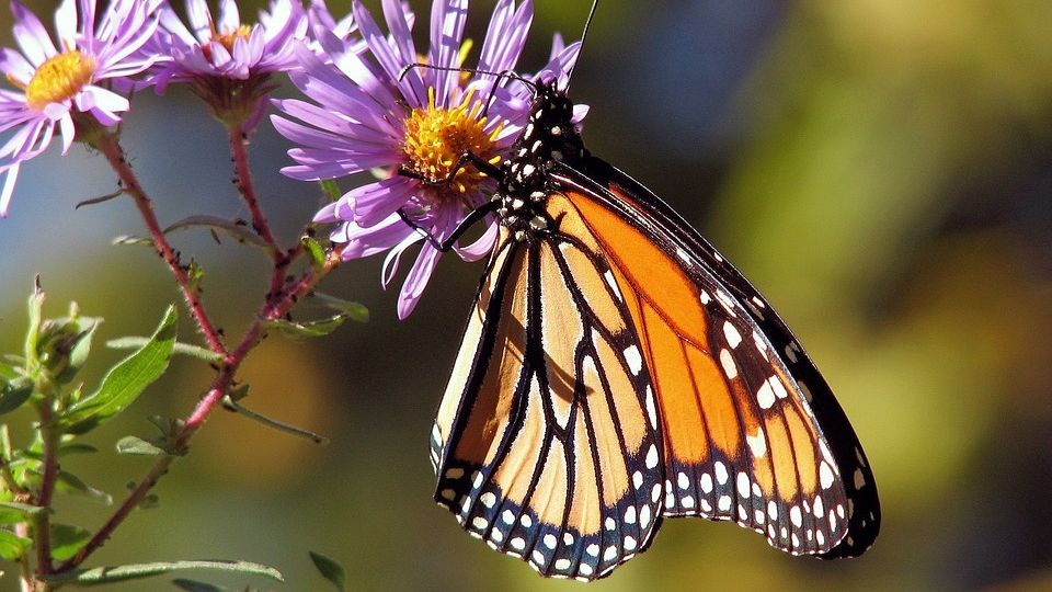 Especialistas alertan por riesgos para la migración de la mariposa monarca.