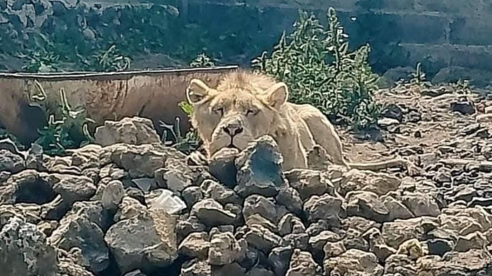 Encuentran un león desnutrido en Chalco, Edomex.