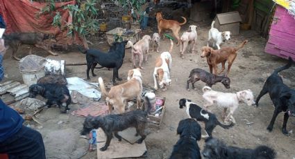 Rescatan a más de 100 perros abandonados en un inmueble en Tlalpan: VIDEO