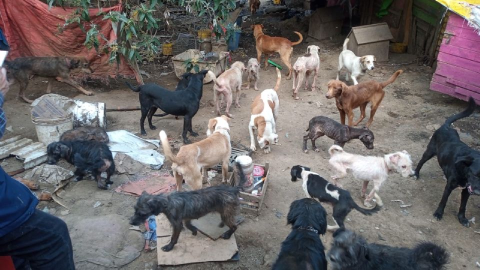 Algunos de los caninos se encuentran en mal estado de salud.